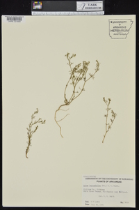 Cyclospermum leptophyllum image