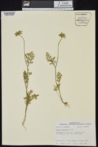 Daucus pusillus image