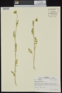 Daucus pusillus image