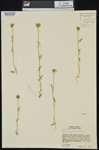 Daucus pusillus image