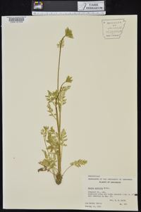 Daucus pusillus image