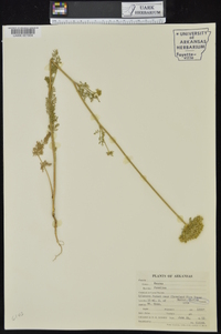 Daucus pusillus image