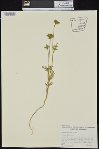 Daucus pusillus image