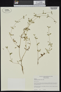 Eryngium prostratum image