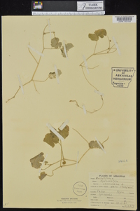 Hydrocotyle americana image