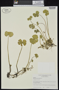 Hydrocotyle ranunculoides image