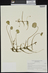 Hydrocotyle ranunculoides image