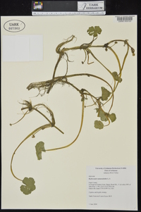 Hydrocotyle ranunculoides image