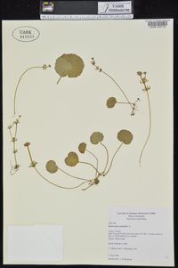 Hydrocotyle umbellata image