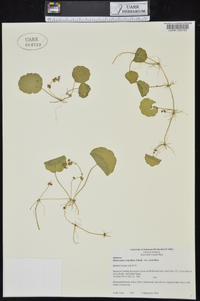 Hydrocotyle verticillata image