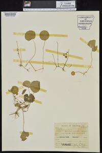 Hydrocotyle verticillata image