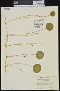 Hydrocotyle verticillata image