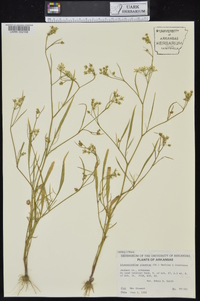 Limnosciadium pinnatum image