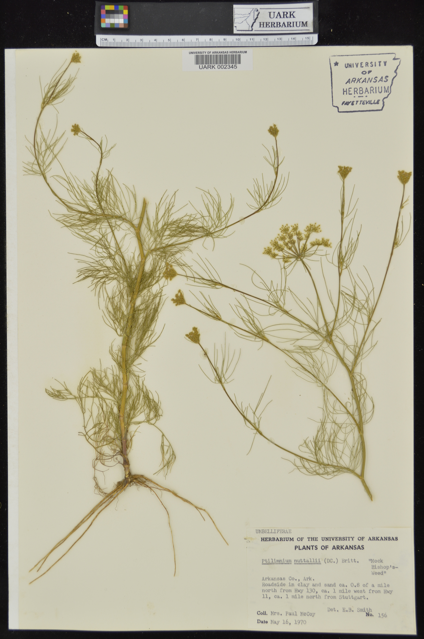 Ptilimnium nuttallii image