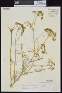 Ptilimnium nuttallii image