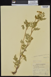 Thaspium barbinode image