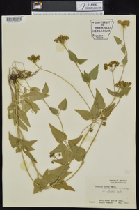 Thaspium trifoliatum var. aureum image