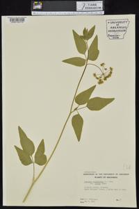 Thaspium trifoliatum var. aureum image