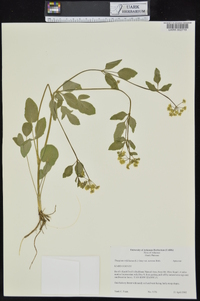 Thaspium trifoliatum var. aureum image