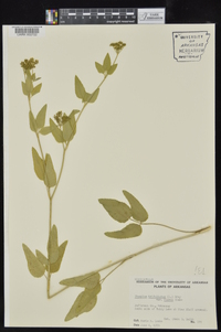 Thaspium trifoliatum var. aureum image