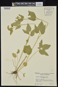 Thaspium trifoliatum var. aureum image