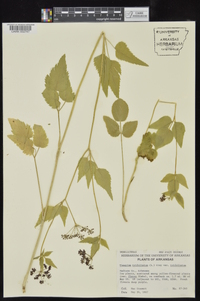 Thaspium trifoliatum var. trifoliatum image