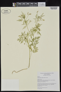 Trepocarpus aethusae image