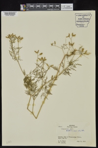 Trepocarpus aethusae image