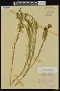 Amsonia ciliata var. tenuifolia image