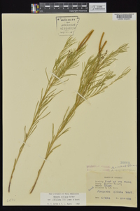 Amsonia ciliata image