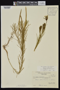 Amsonia ciliata image