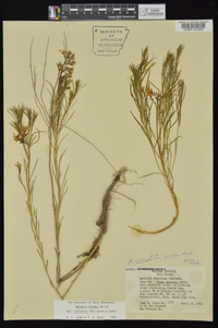 Amsonia ciliata var. tenuifolia image