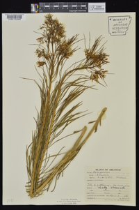 Amsonia hubrichtii image