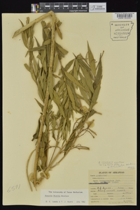 Amsonia illustris image