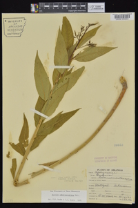 Amsonia tabernaemontana image