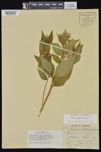 Amsonia tabernaemontana image