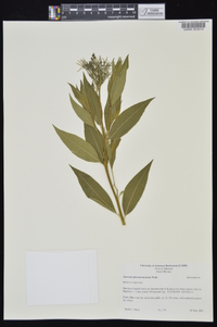 Amsonia tabernaemontana image