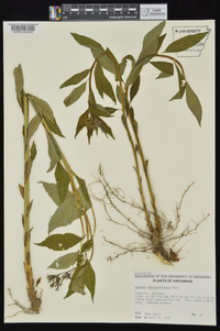 Amsonia tabernaemontana image