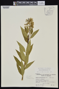 Amsonia tabernaemontana image