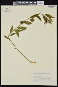 Amsonia tabernaemontana image