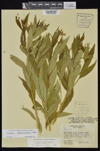 Amsonia tabernaemontana image