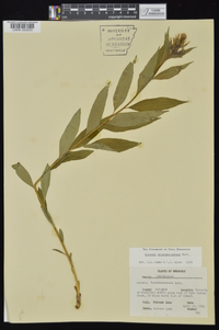 Amsonia tabernaemontana image