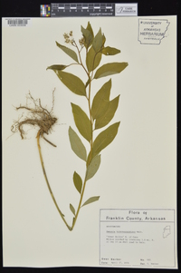 Amsonia tabernaemontana image