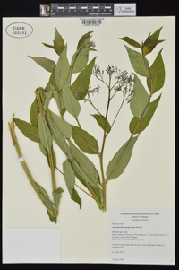 Amsonia tabernaemontana image