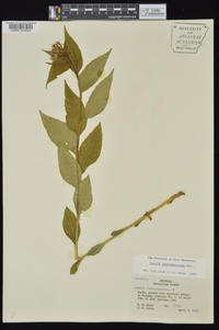 Amsonia tabernaemontana image