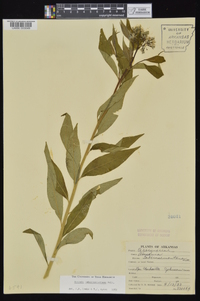 Amsonia tabernaemontana image