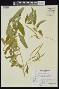 Amsonia tabernaemontana image