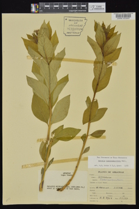 Amsonia tabernaemontana image