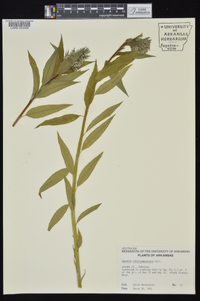 Amsonia tabernaemontana image