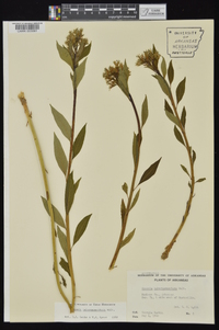 Amsonia tabernaemontana image